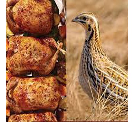 خواص بلدرچین کلیک کنید (کد170) شیلات مهدی زاده - همراه 09155159391